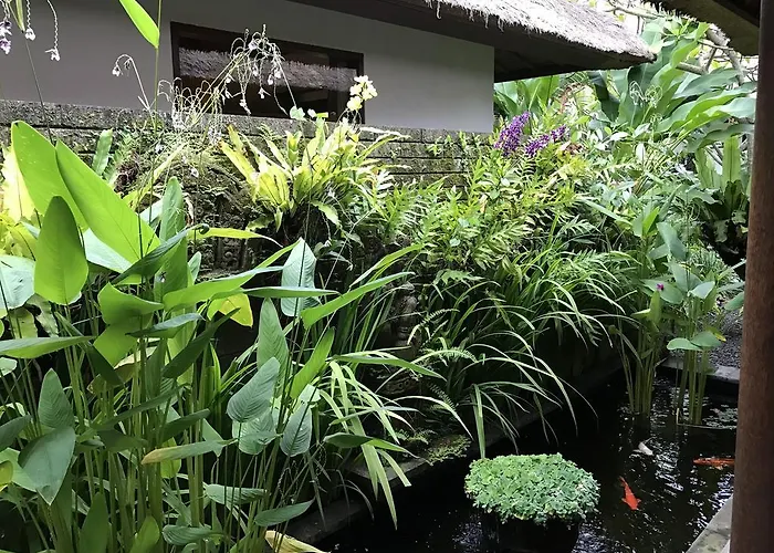 Bali Aja